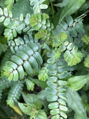 Phyllanthus niruri