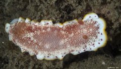 Goniobranchus