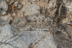 Phrynosoma solare