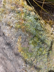 Grimmia laevigata