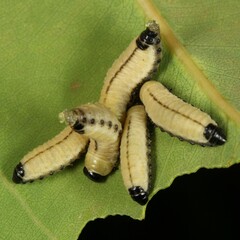 Paropsisterna cloelia
