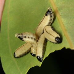 Paropsisterna cloelia