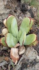 Kalanchoe luciae