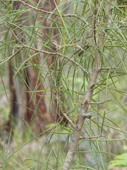 Hakea ulicina