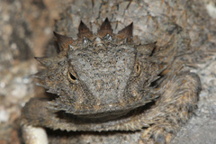 Phrynosoma solare