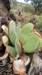 Kalanchoe luciae