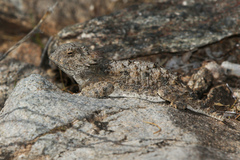 Phrynosoma solare