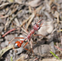 Myrmecia nigriscapa