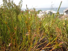 Erica rhopalantha