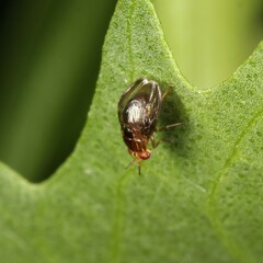 Steganopsis melanogaster