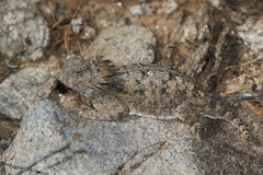 Phrynosoma solare