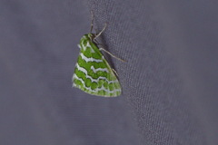 Argyrographa moderata