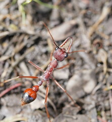 Myrmecia nigriscapa