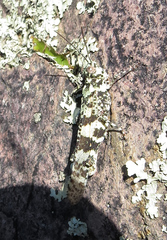 Trimerotropis saxatilis