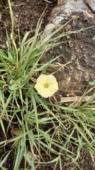 Ipomoea obscura obscura