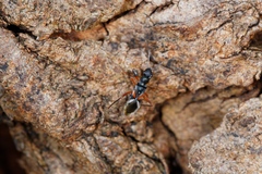 Daerlac cephalotes