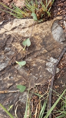 Ipomoea obscura obscura