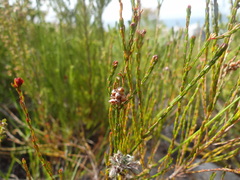 Erica rhopalantha