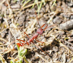 Myrmecia nigriscapa