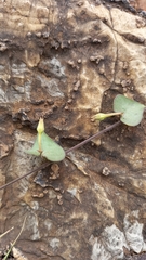 Ipomoea obscura obscura