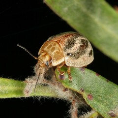 Paropsisterna semifumata