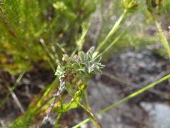 Indigofera glomerata