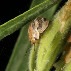 Paropsisterna semifumata