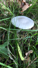 Agaricineae