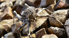 Acanthoproctus cervinus
