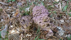 Ramaria cedretorum