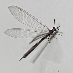 Myrmeleon acer
