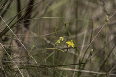Bulbine bulbosa