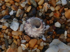 Bembicium auratum