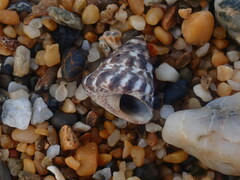 Bembicium auratum
