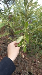 Ozoroa paniculosa