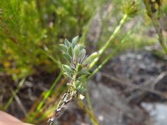 Indigofera glomerata