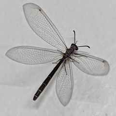 Myrmeleon acer