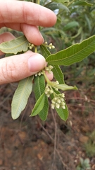 Ozoroa paniculosa