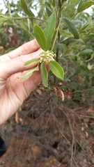Ozoroa paniculosa