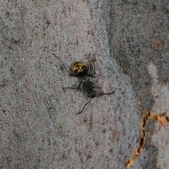 Polyrhachis aurea
