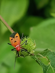 Dysdercus cingulatus