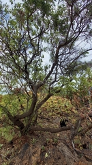 Ozoroa paniculosa