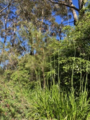 Anigozanthos flavidus