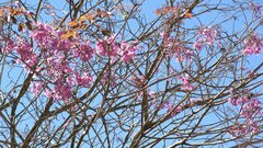 Handroanthus heptaphyllus