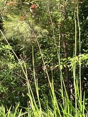 Anigozanthos flavidus