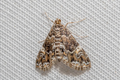 Elophila melagynalis
