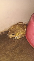 Sclerophrys capensis