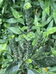 Acanthoideae