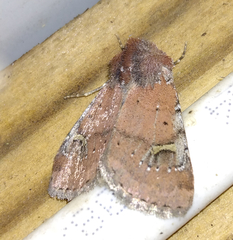 Eucoptocnemis fimbriaris