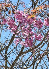 Handroanthus heptaphyllus